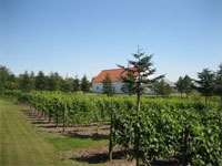 glenholm-vingaard